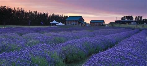 Welcome to Paso Robles. . Sequim lavender festival 2023